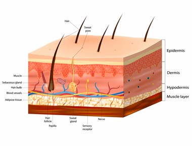 Hair follicles, embedded in the scalp, generate the hair shaft, and keeping them functioning properly is crucial to healthy hair.